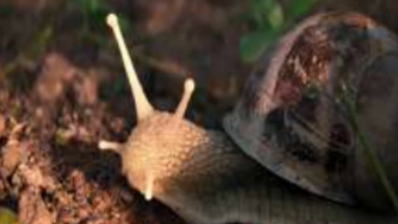 The Left Hand Snail