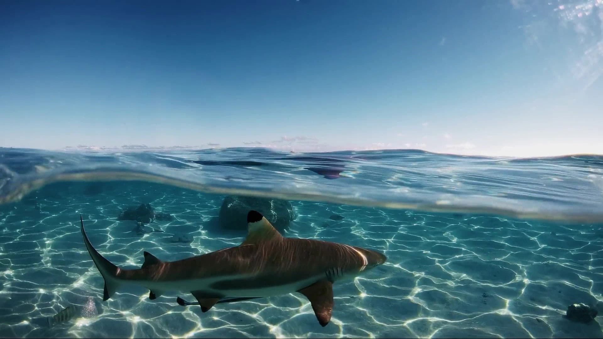 Des anges des hommes