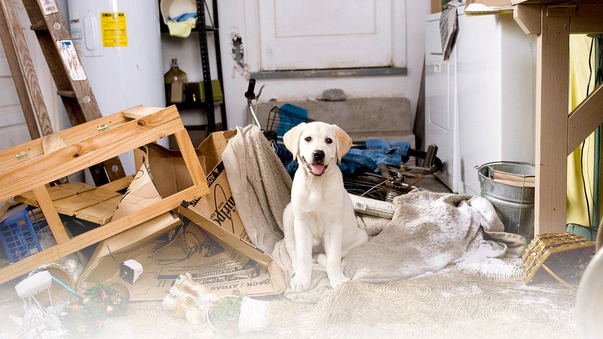 Marley & Me Collection