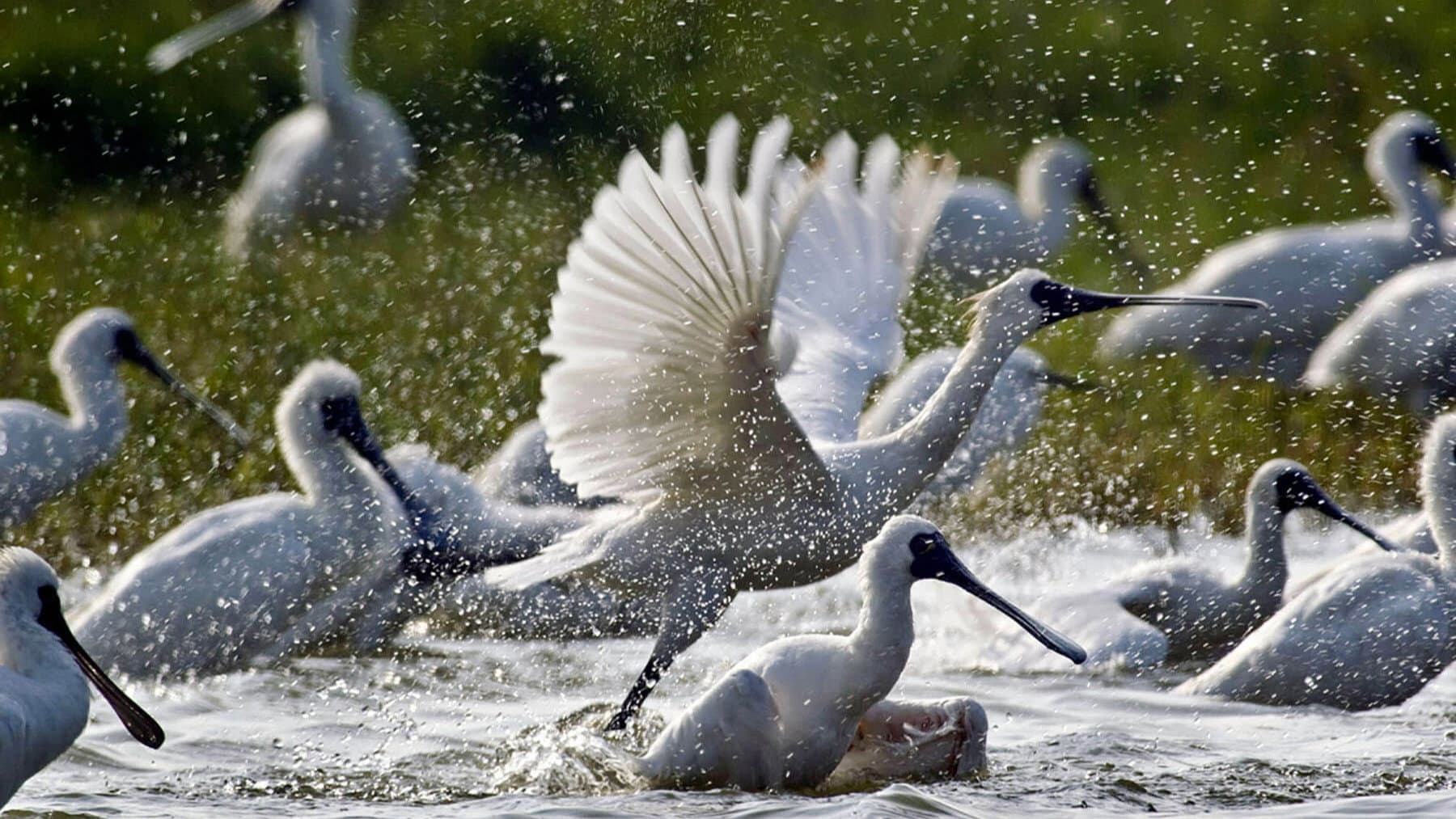 Caring for Black-Faced Spoonbill