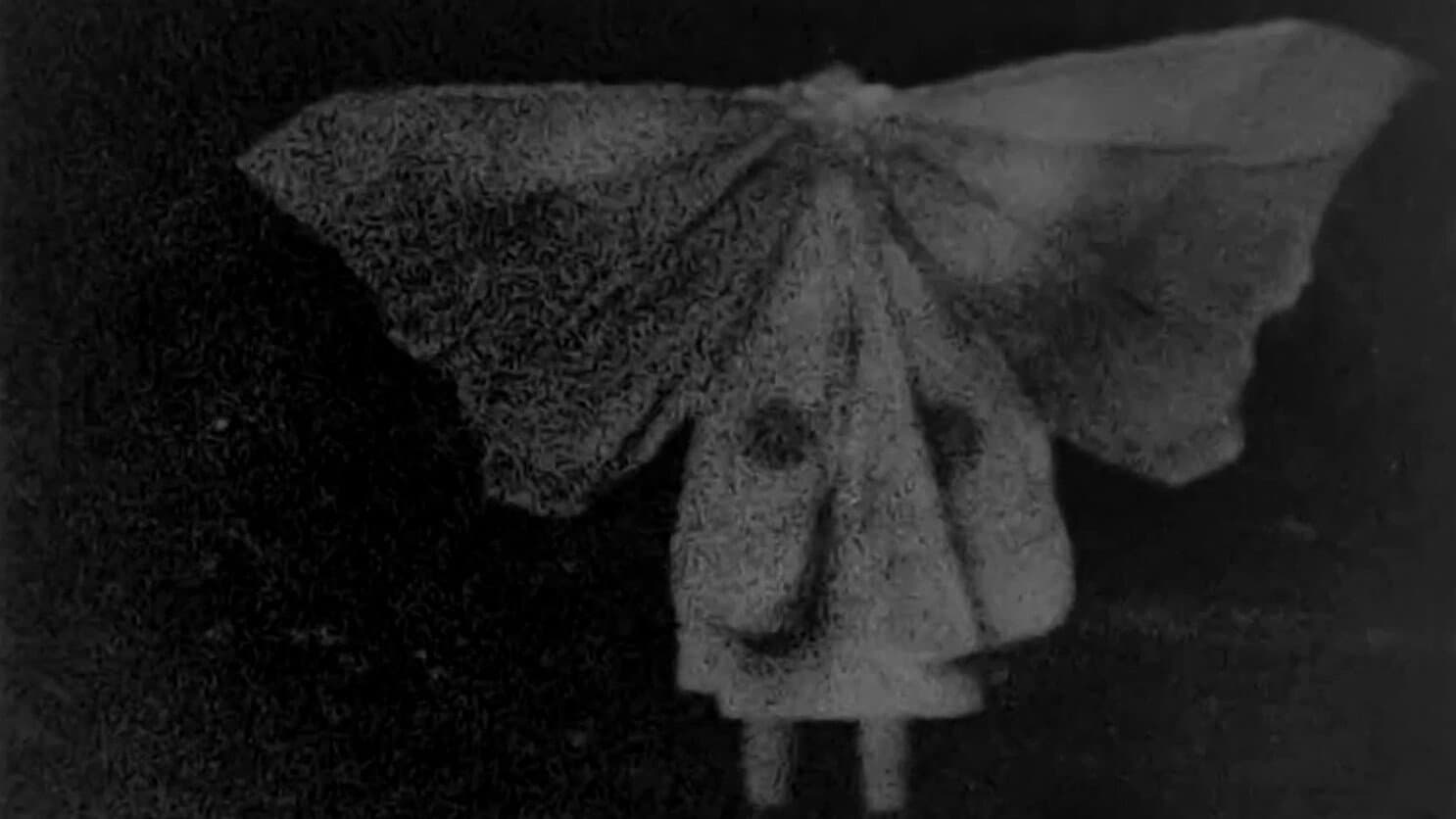 Moth Wood