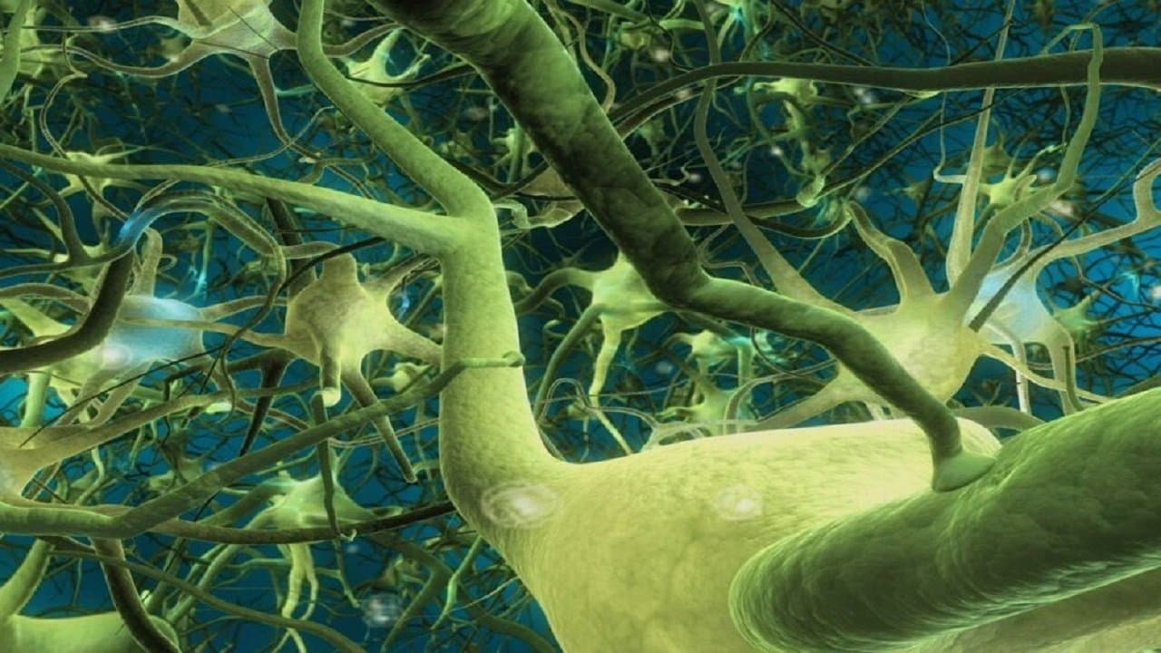 What the Bleep! Collection