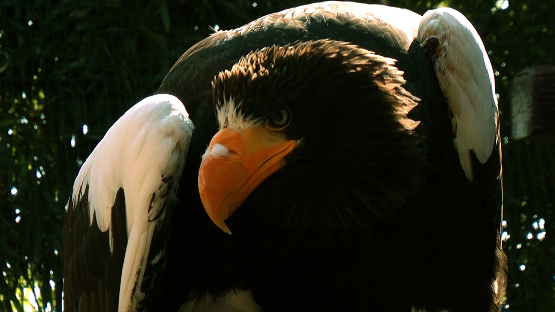 Die Welt der Falken 3D