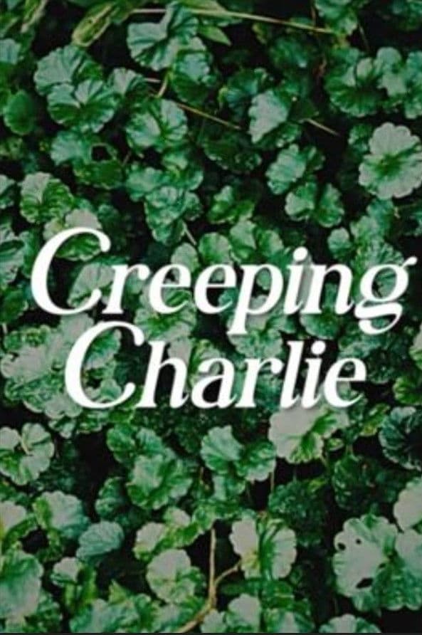 Creeping Charlie