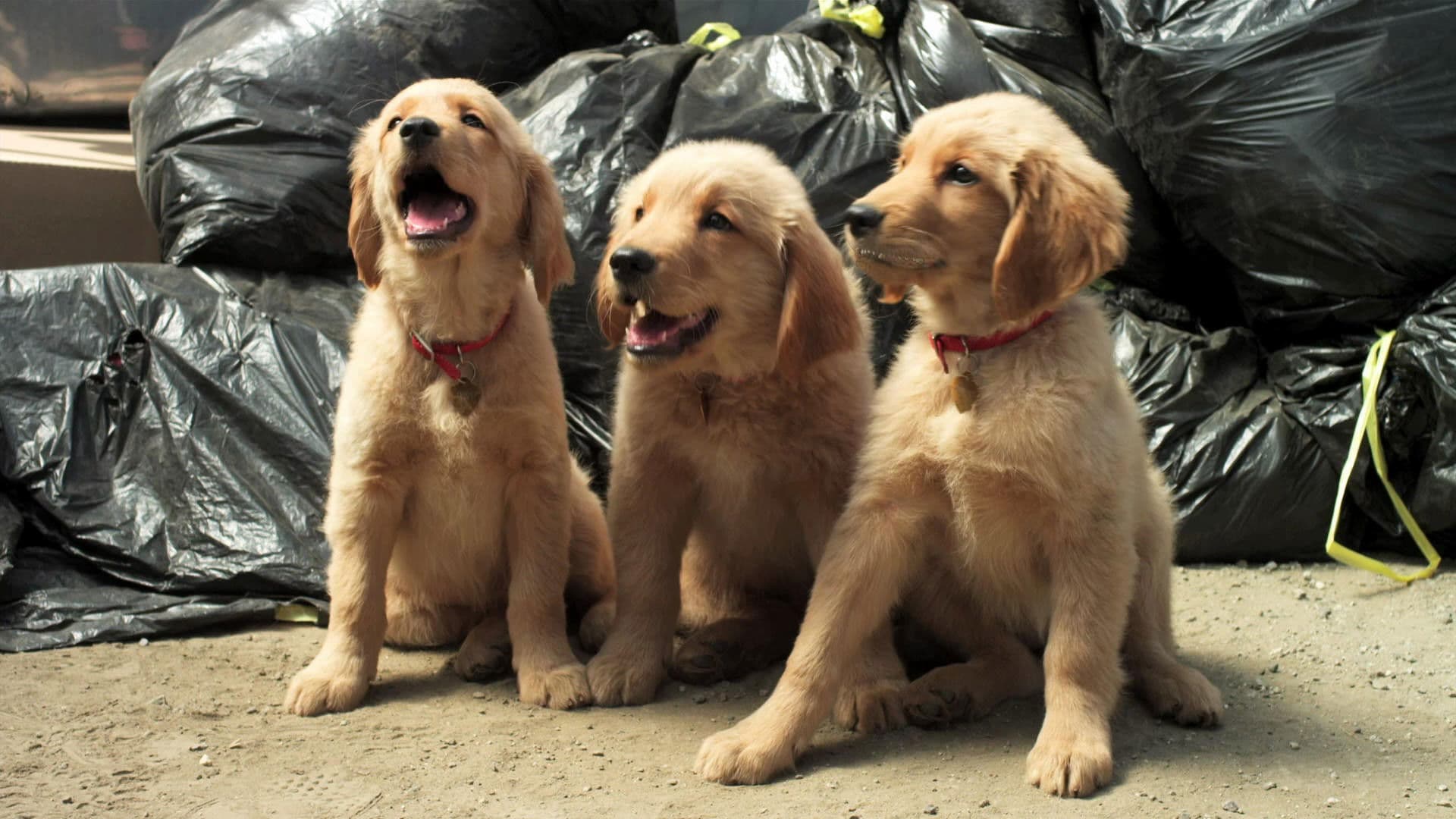 Golden Winter Collection