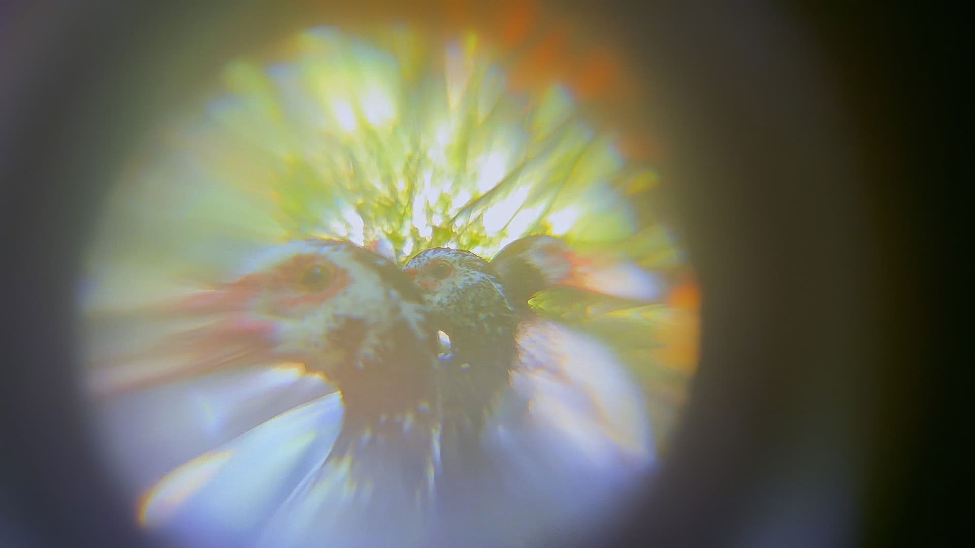 Pedro Tomás Explains The World