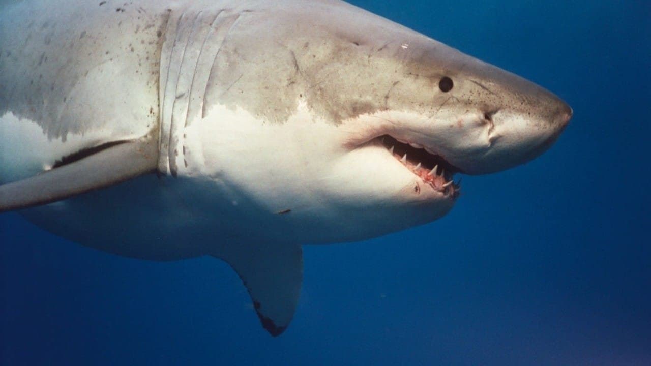 Sharkwater Collection