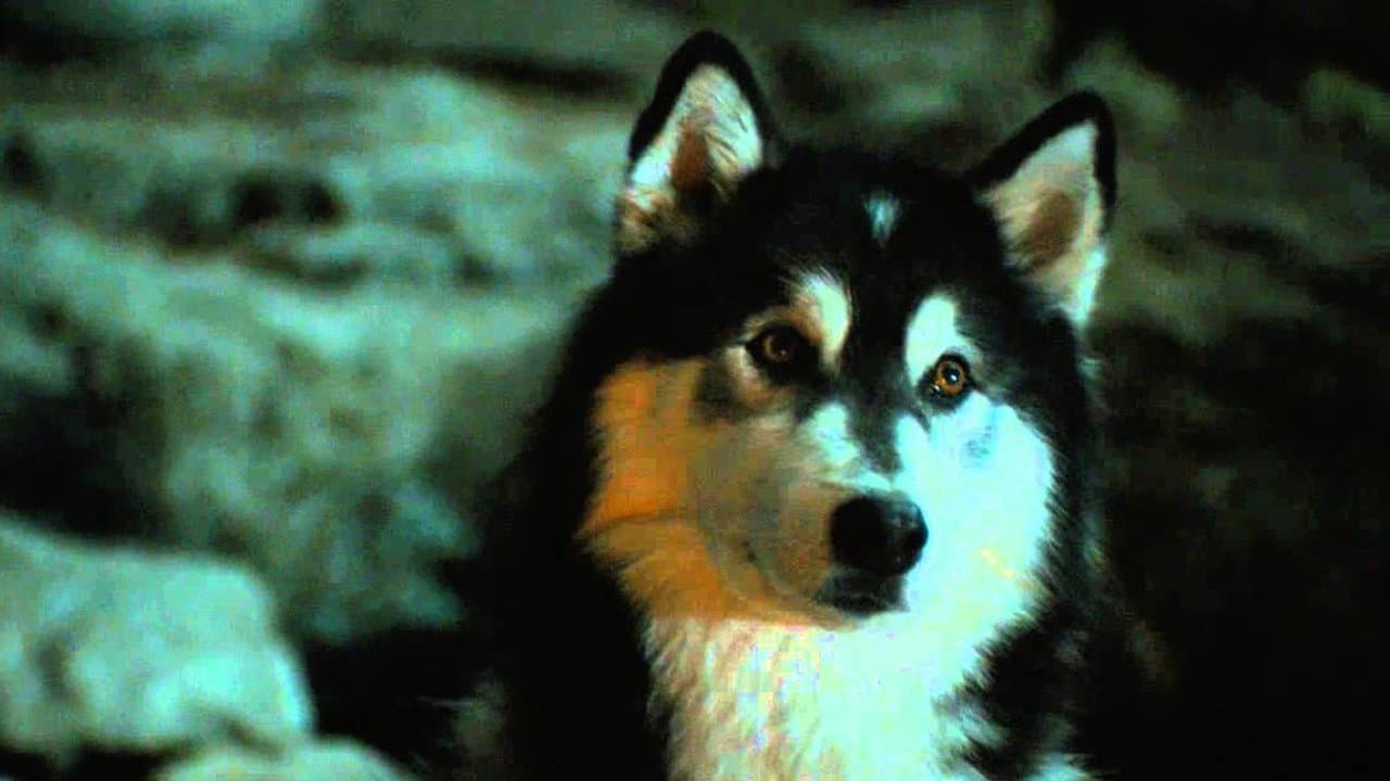 Against the Wild Collection