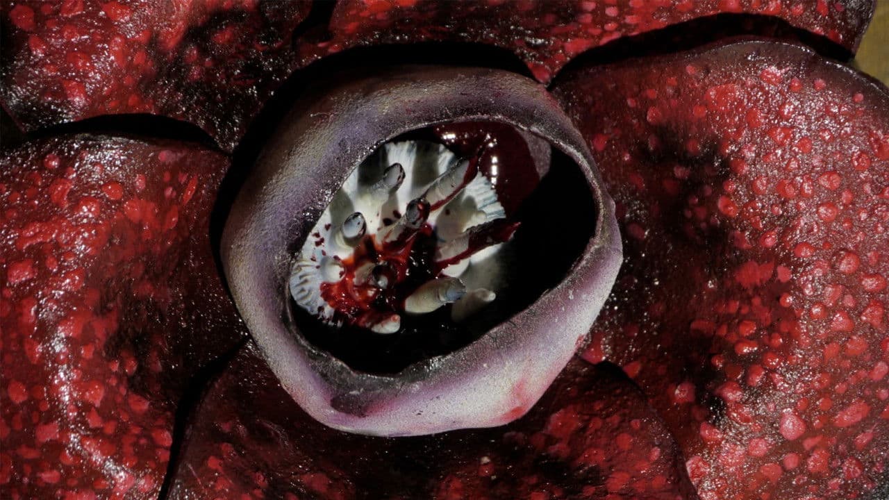 Hana-Dama Collection