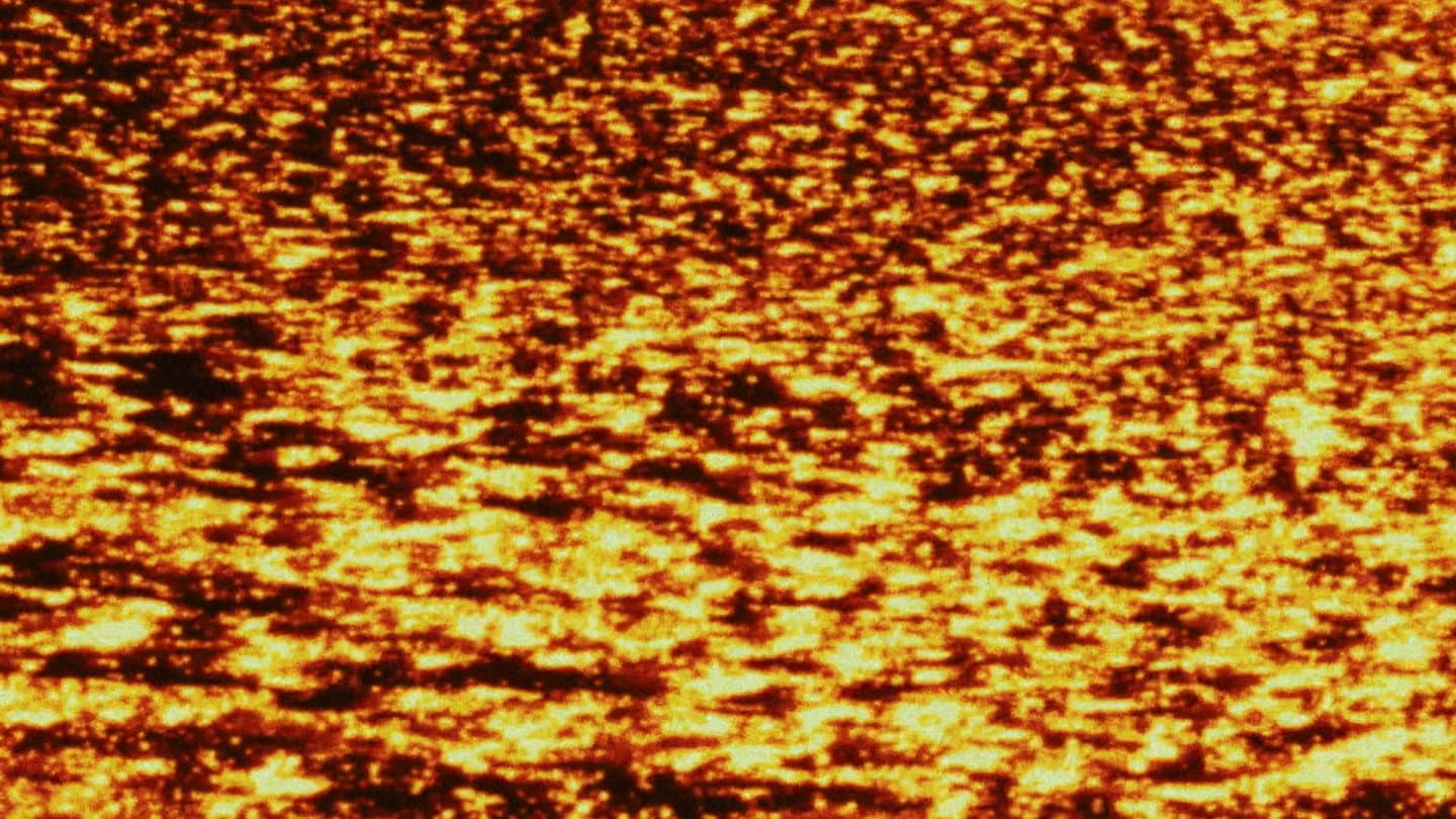 La plante dansante de désastres