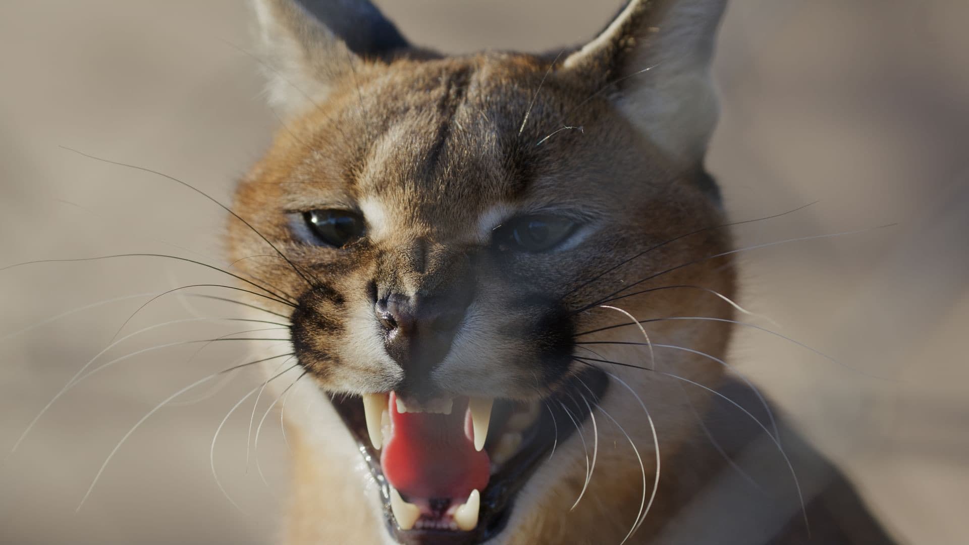 Caracal: The Lone Cat Society