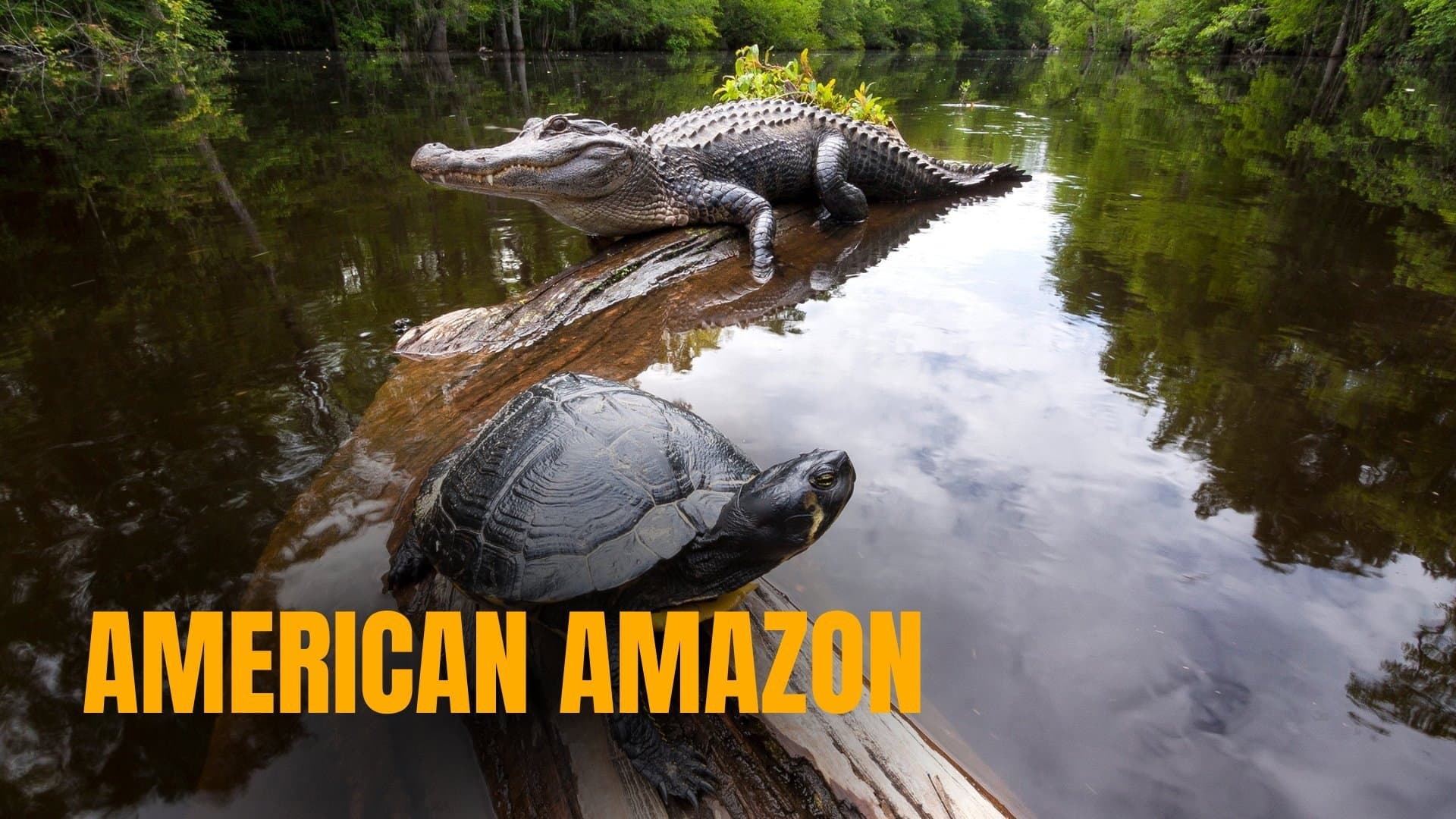 American Amazon