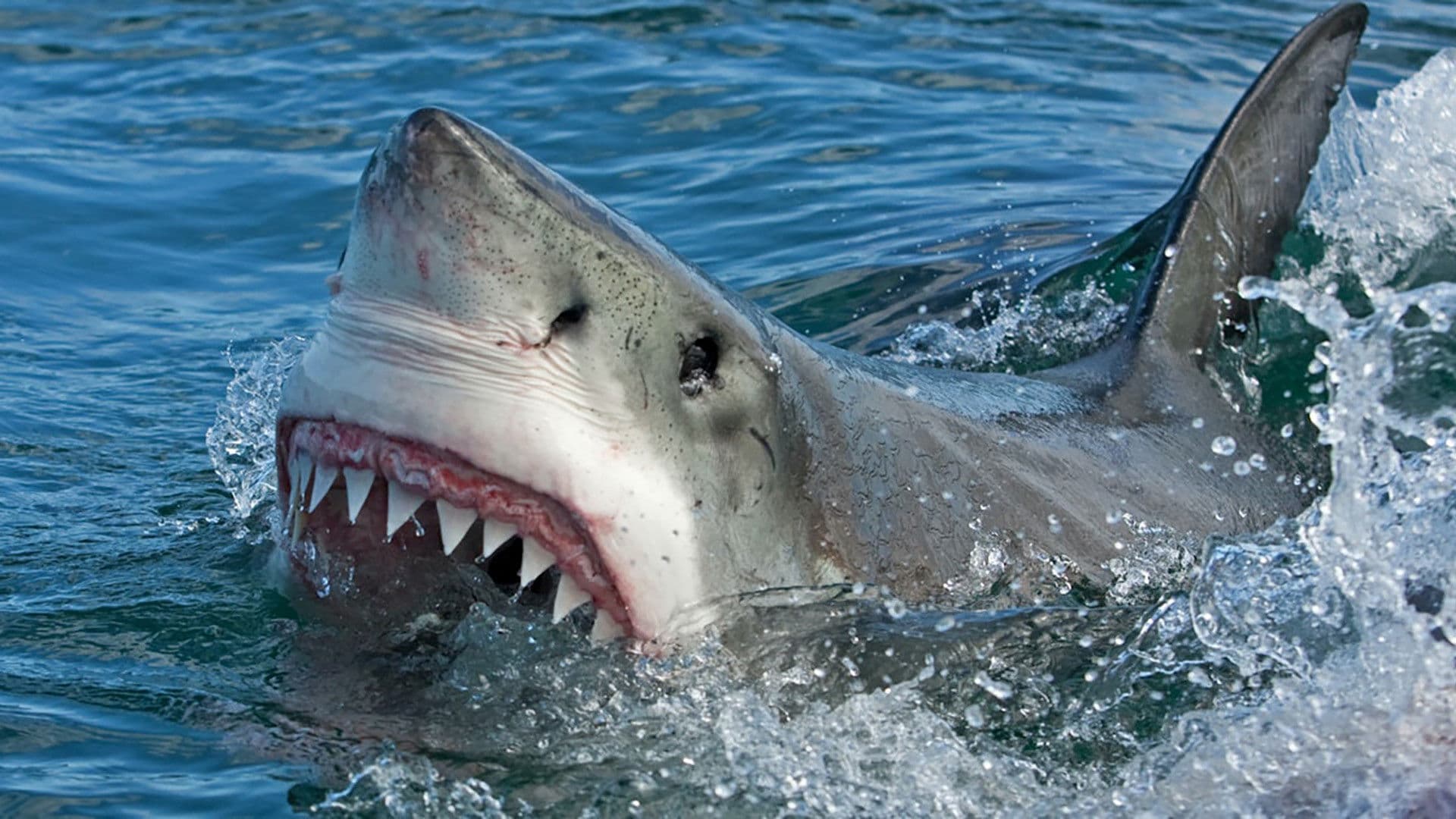 World's Deadliest Sharks