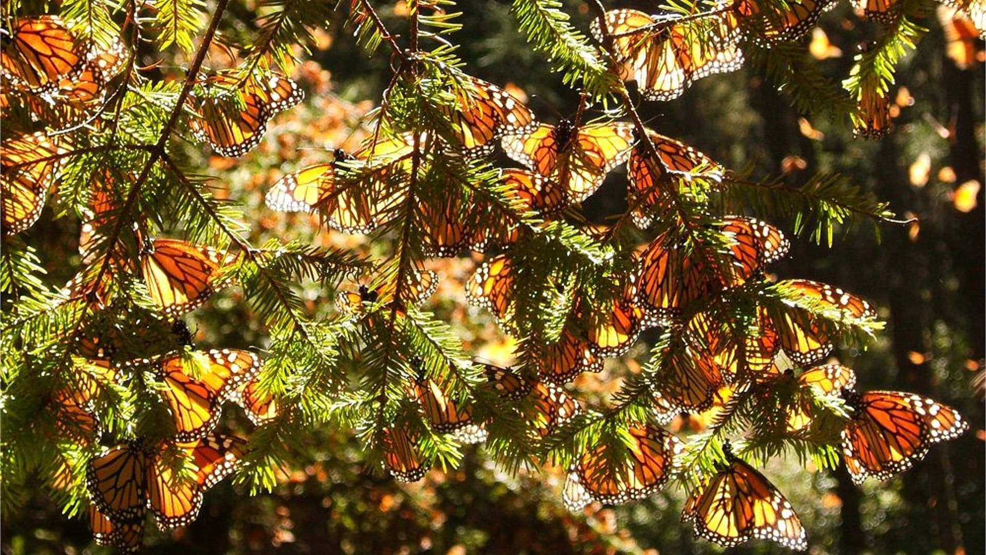 Four Wings and a Prayer