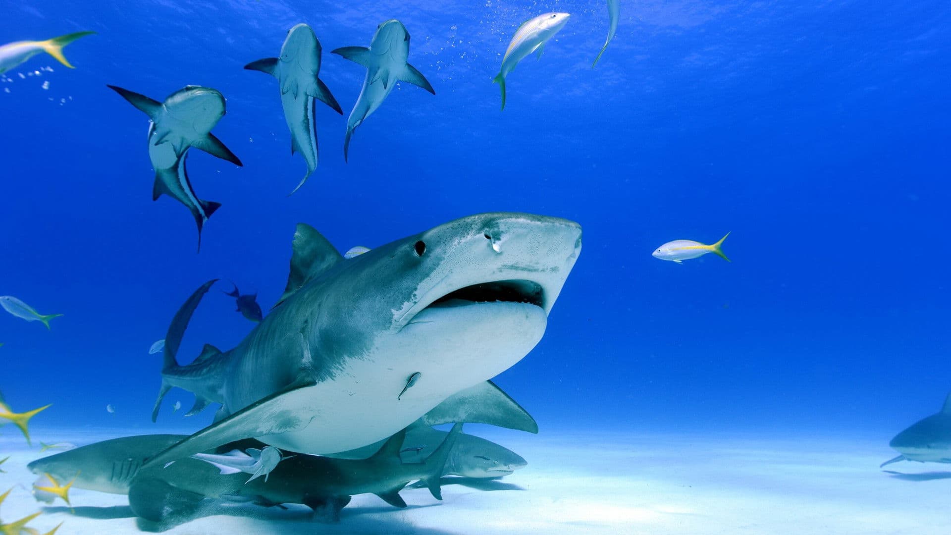 Adventure Caribbean 3D: Diving With Sharks