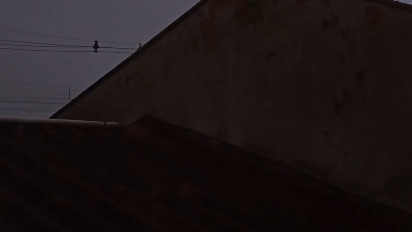 apocalipse dos animais