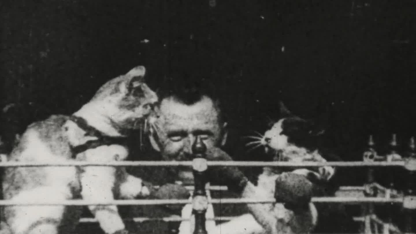 The Boxing Cats (Prof. Welton's)