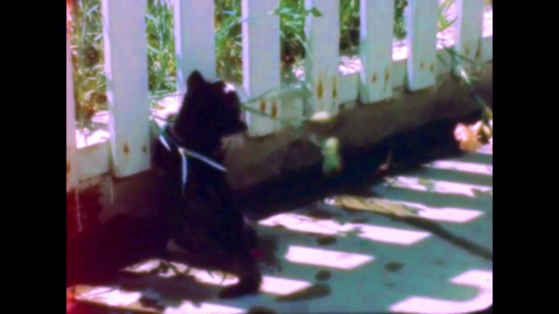 Signals - Timothy Connon and the Pier