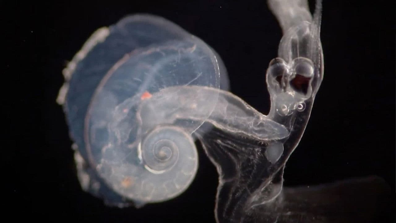 This Is (for) the Sea