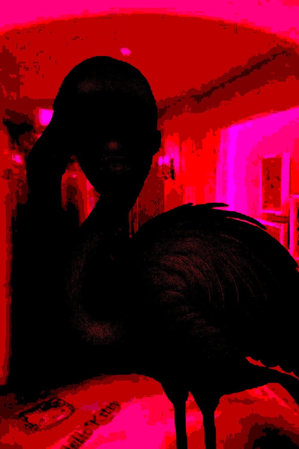 Flamingo