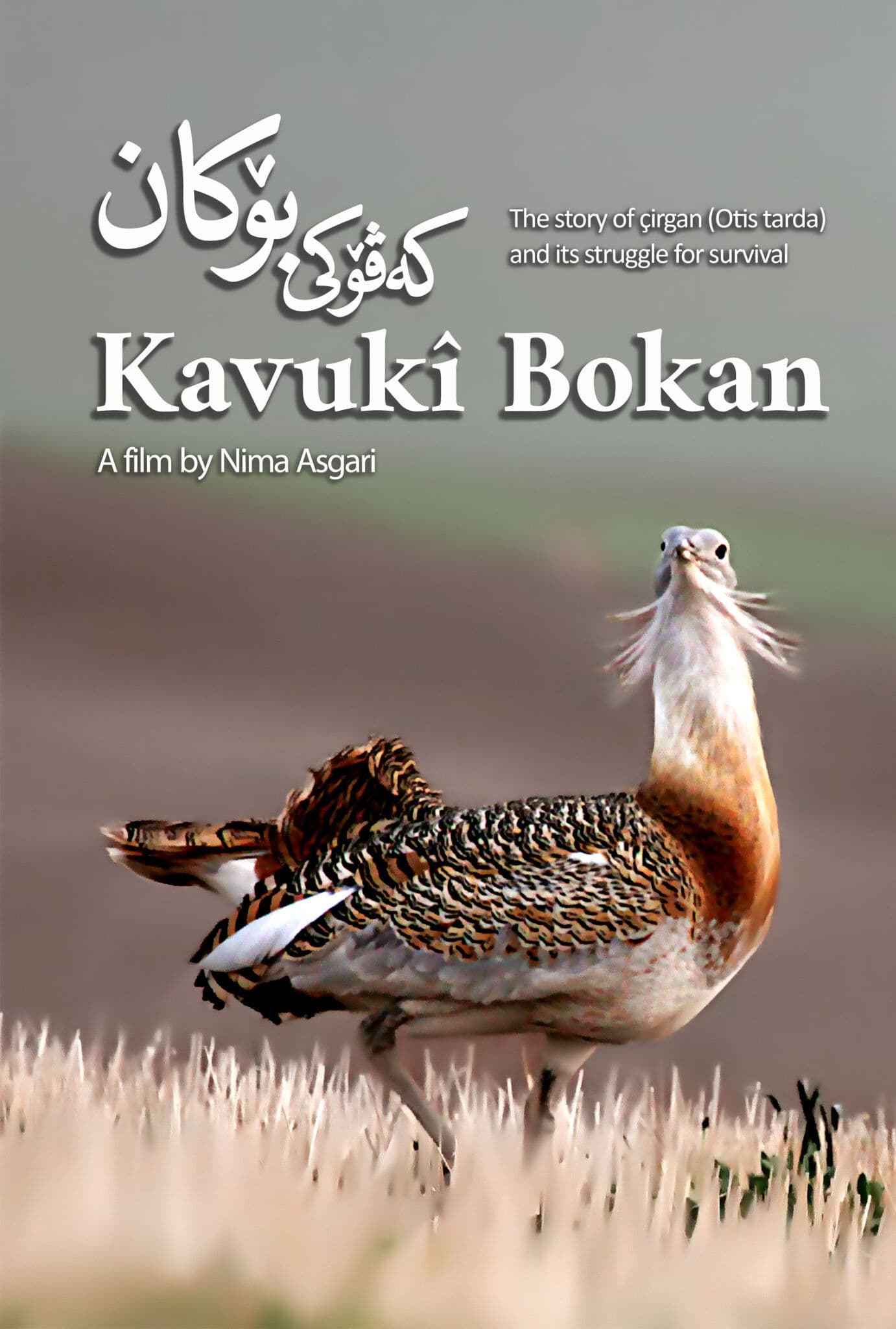 Kavukî Bokan