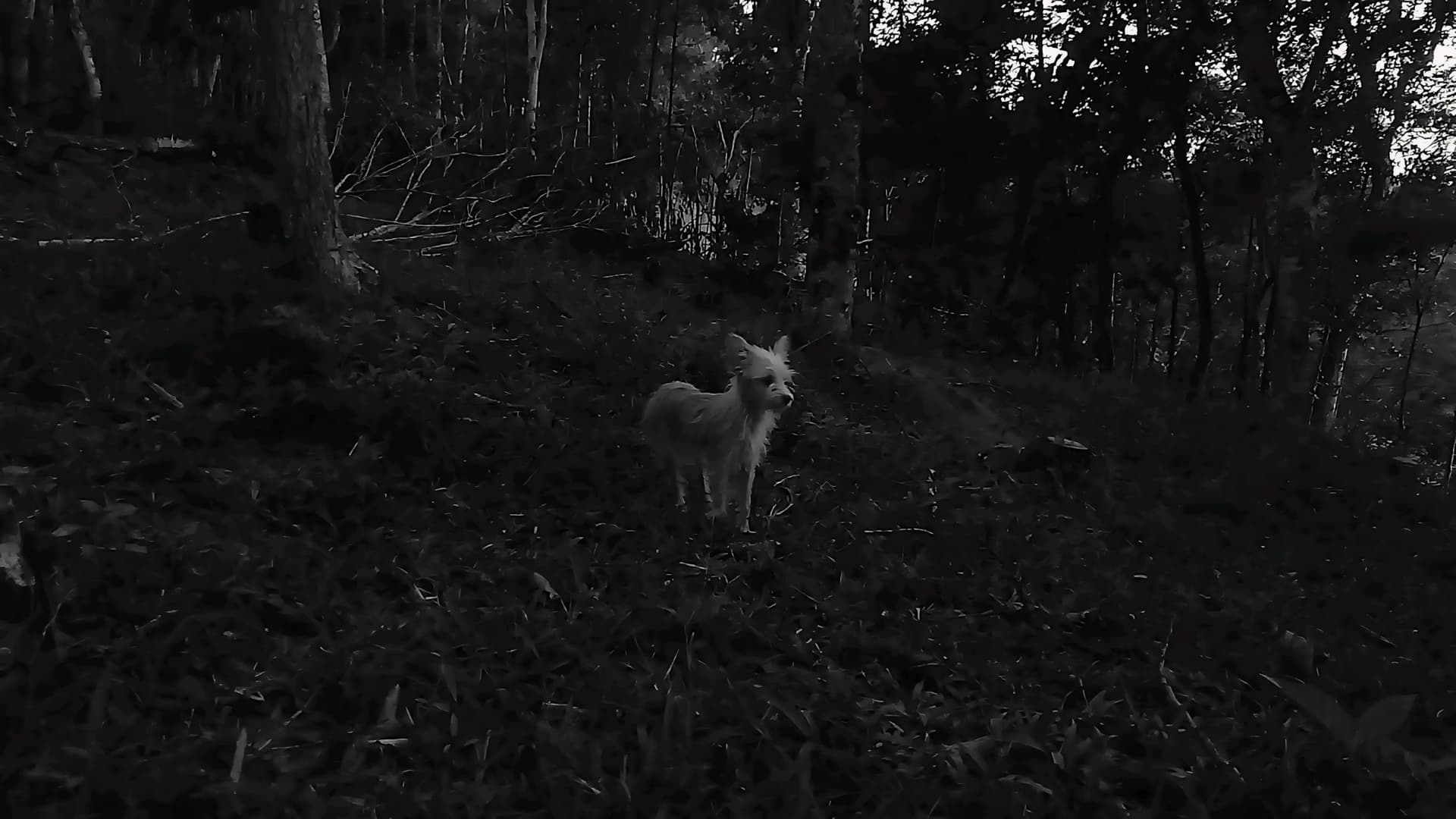 As Conspirações Alienígenas: part. I