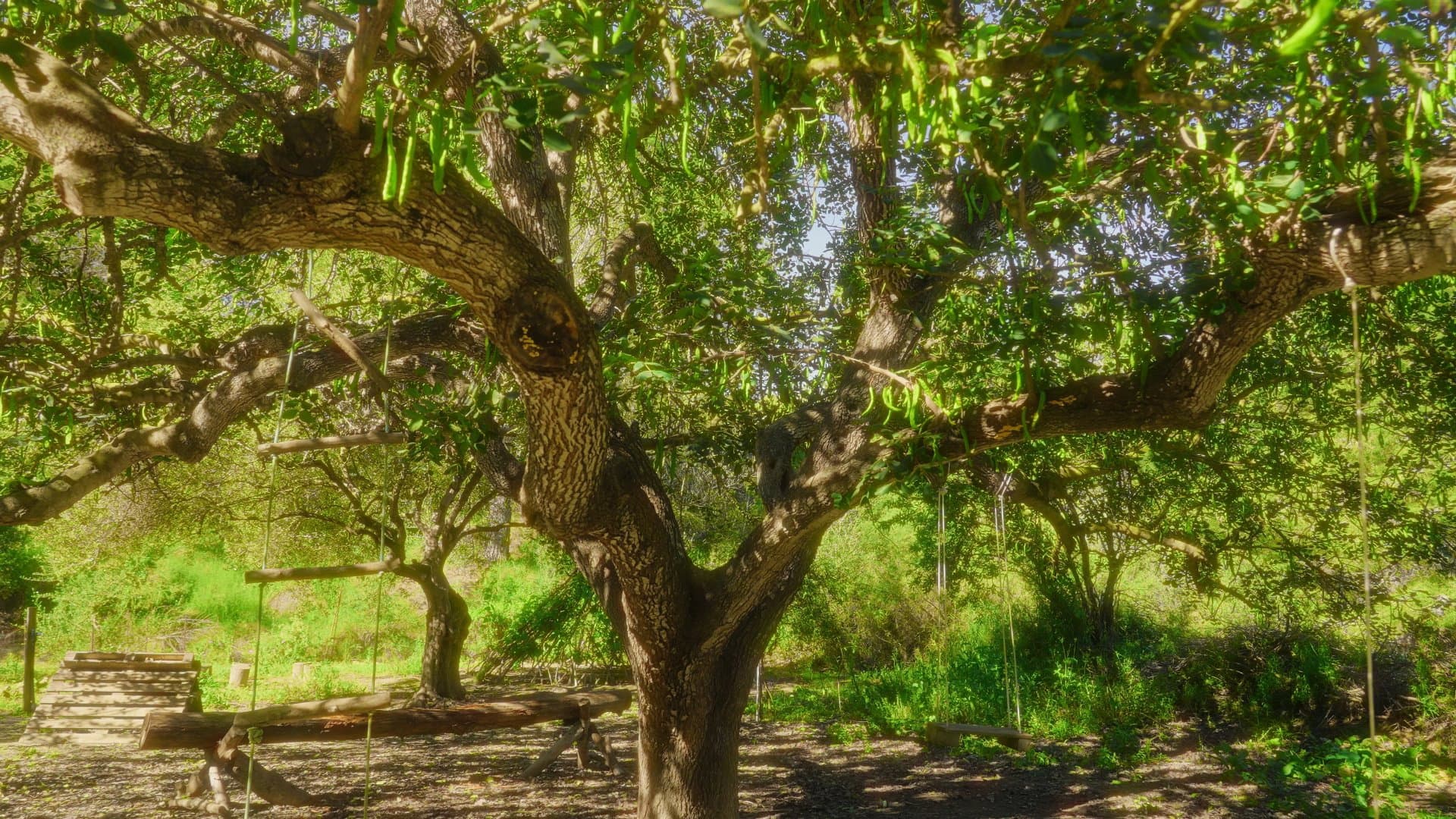 Inflorescencia