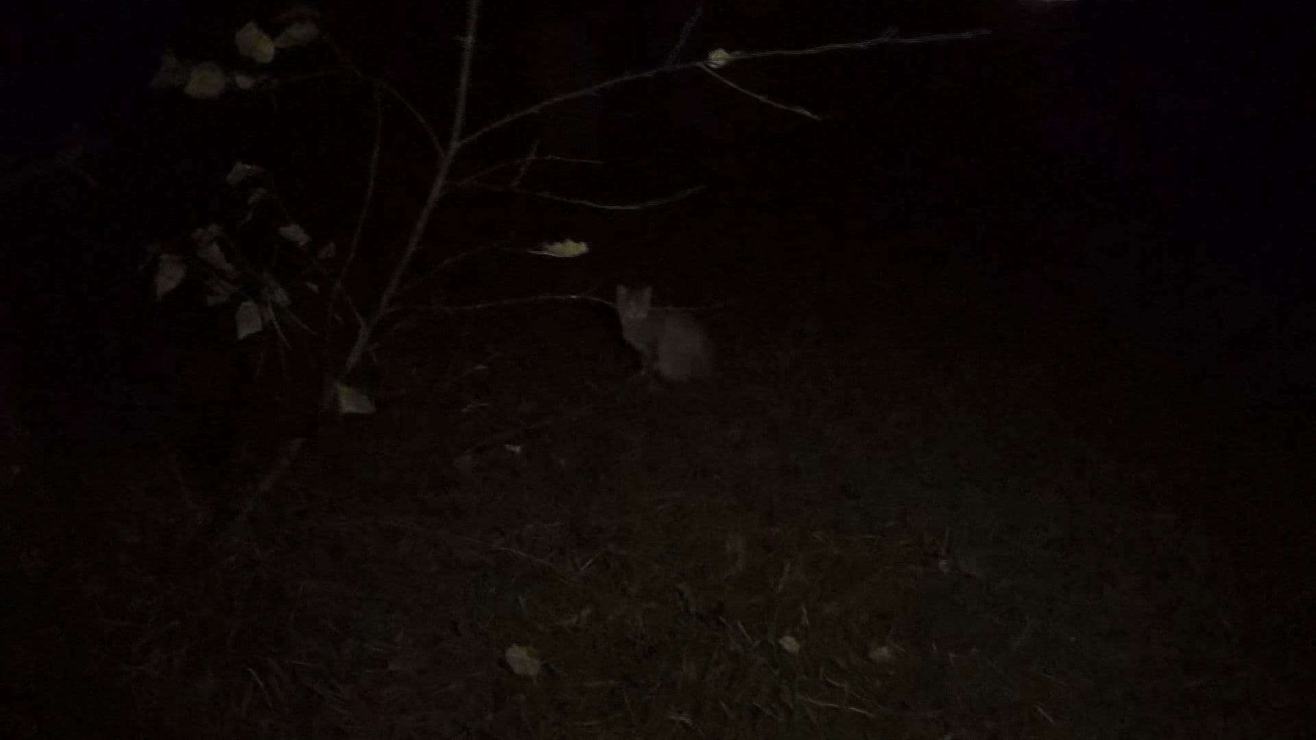 Marshmallow of Death