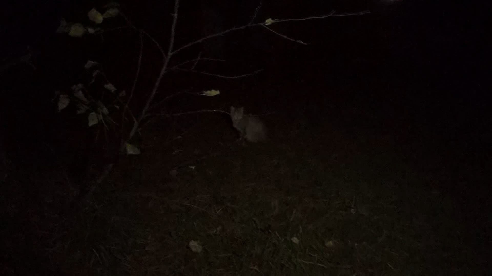 Marshmallow of Death