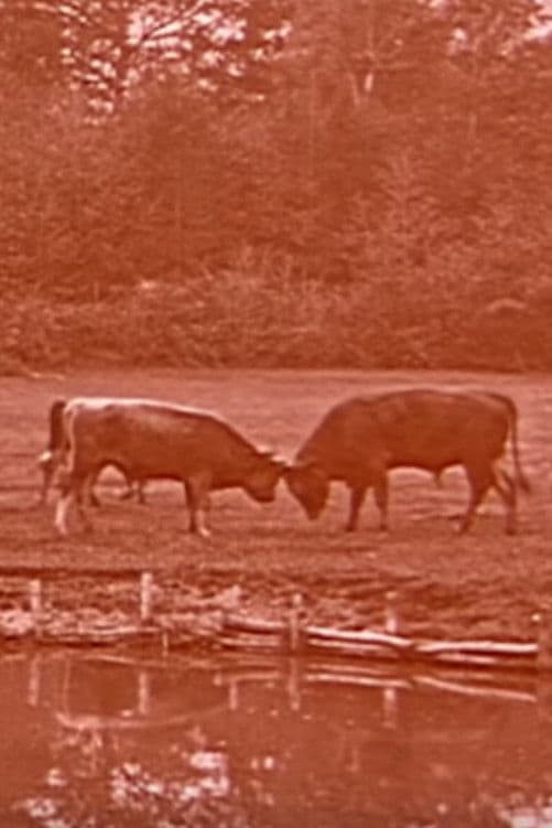 Breeding of Bresse Chickens in Cousance