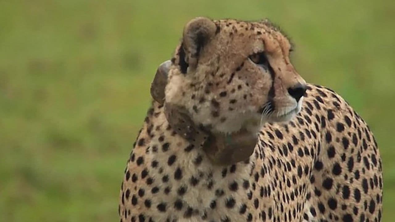 Animal Instincts: Five Trumps One: The Cheetahs of the Serengeti Plain