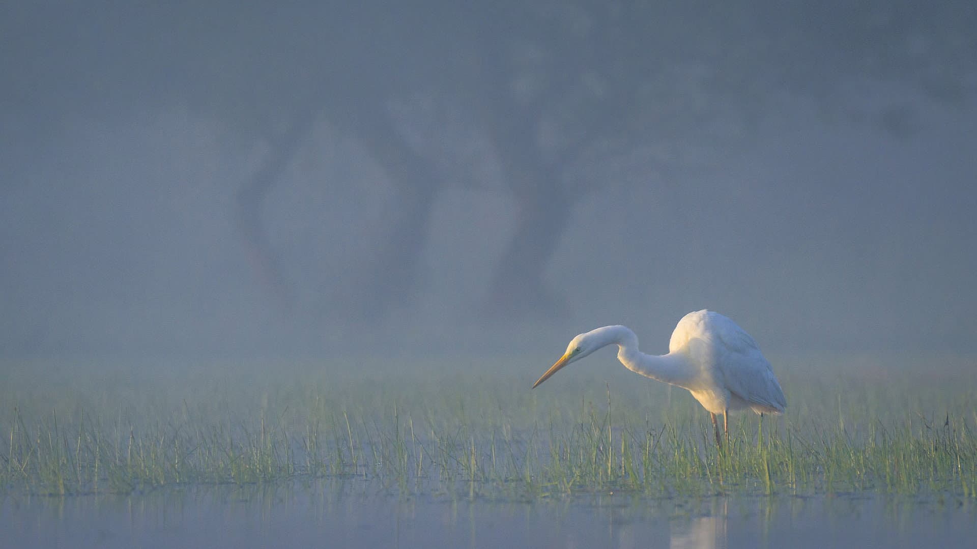Wild Delta