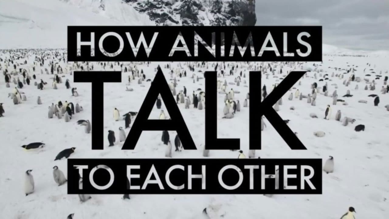 How Animals Talk To Each Other