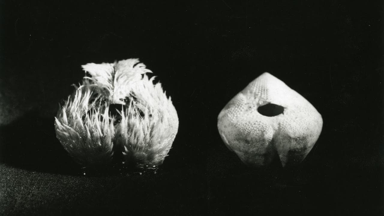 Sea Urchins