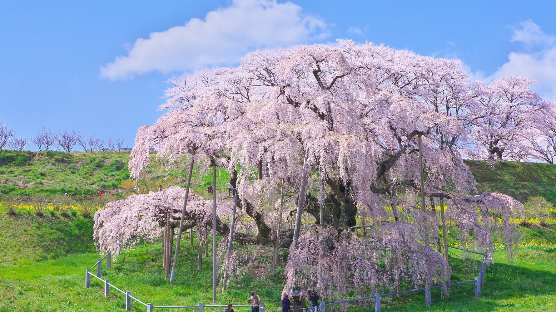 Japan's Single Cherry Blossom Tree
