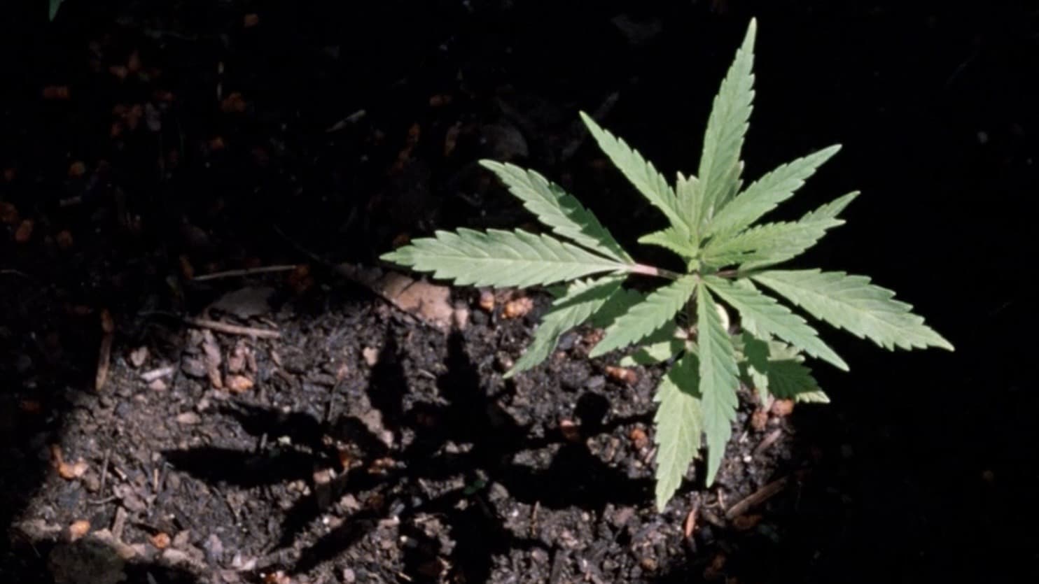 Weed