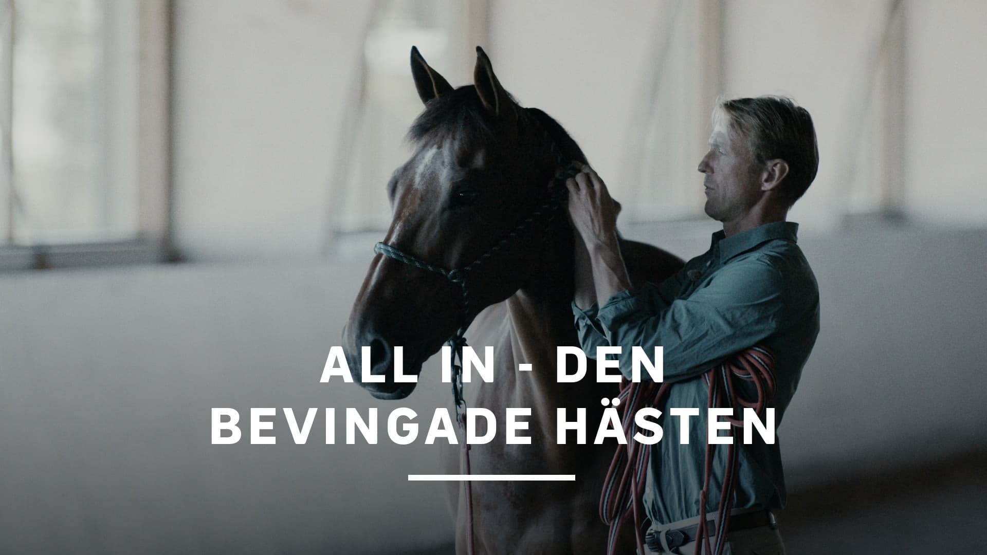All In - den bevingade hästen