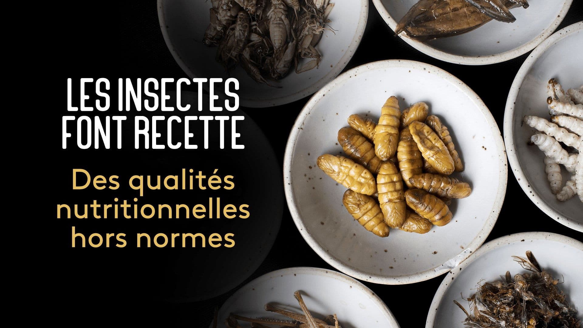 Les insectes font recette