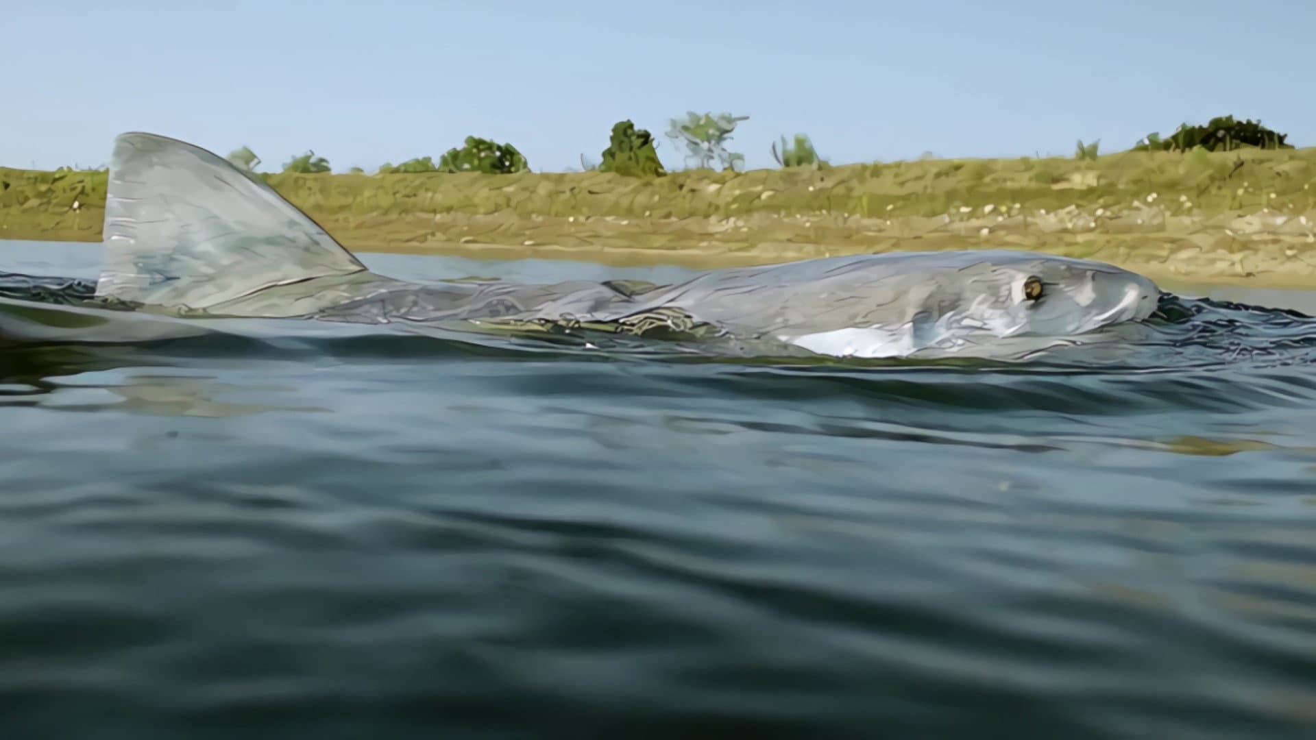 Lone Star Shark Collection