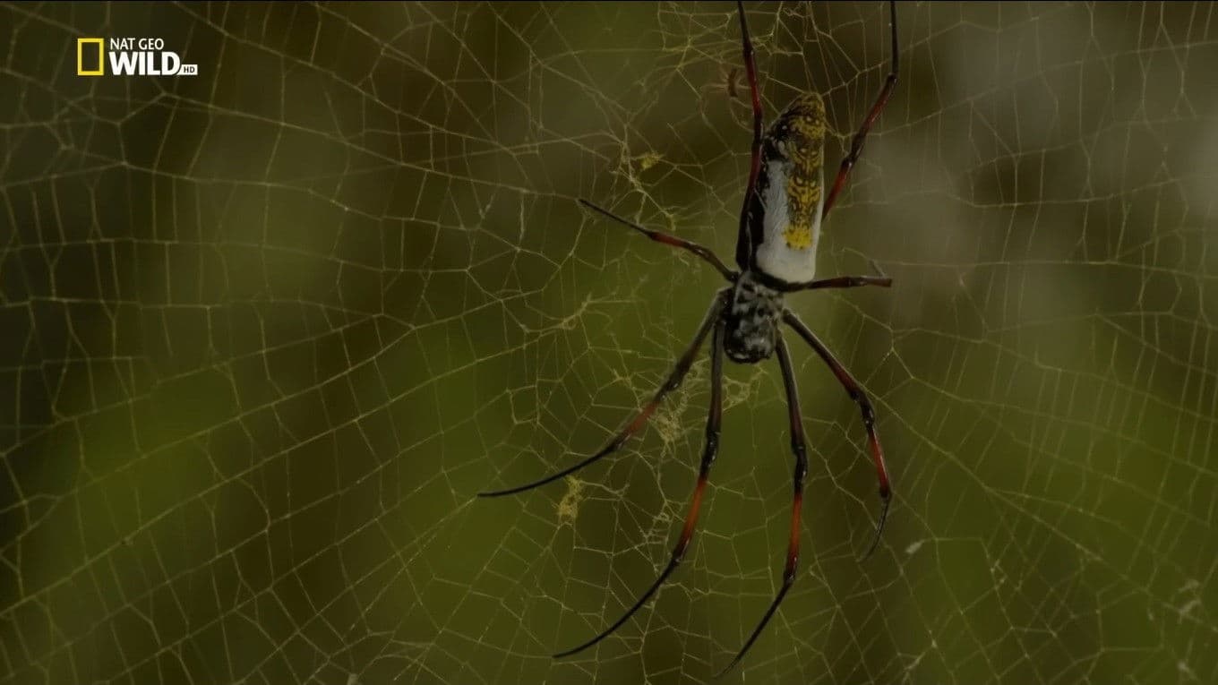 Incredible Spiders