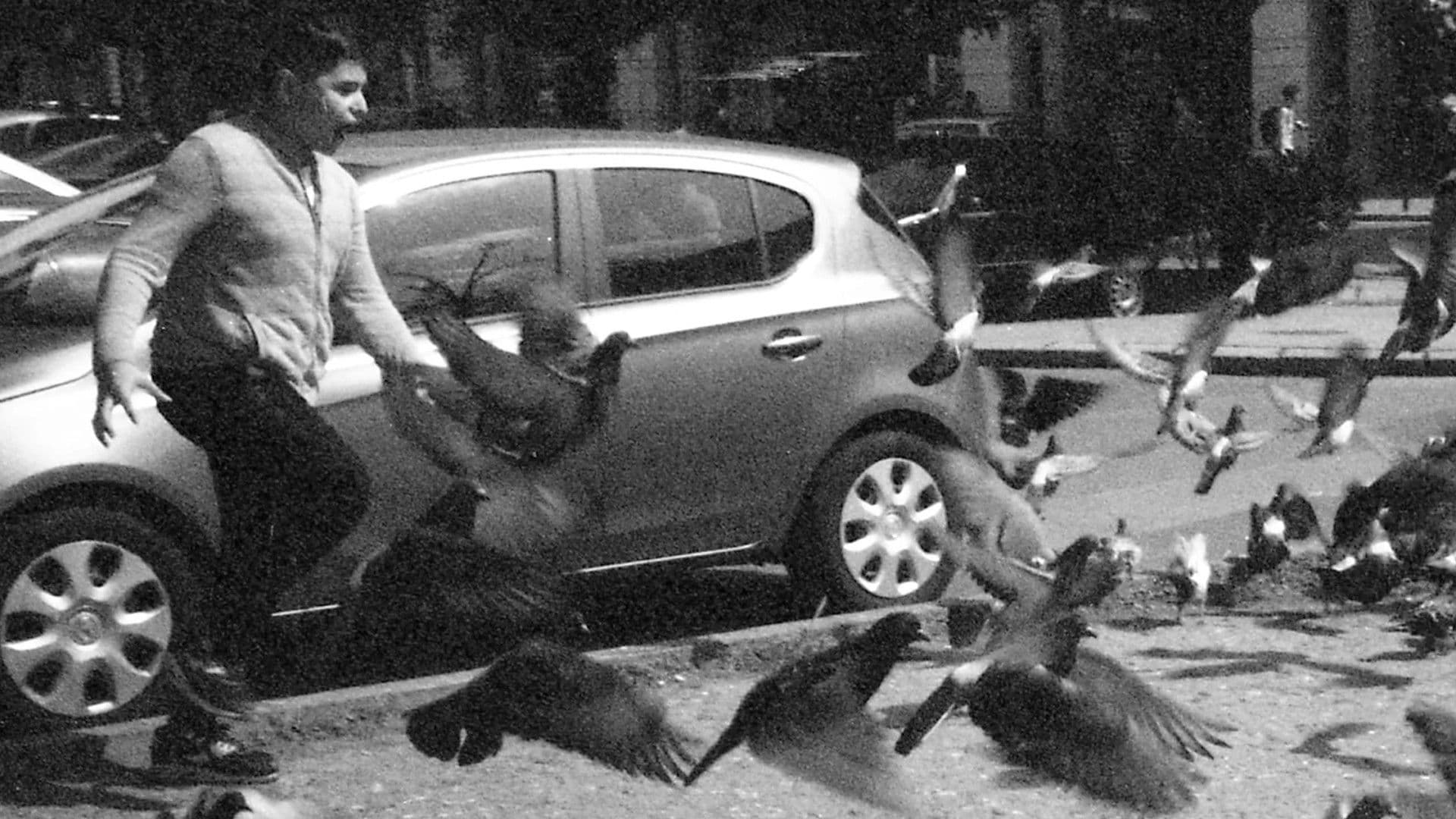 Rekviem egy galambért