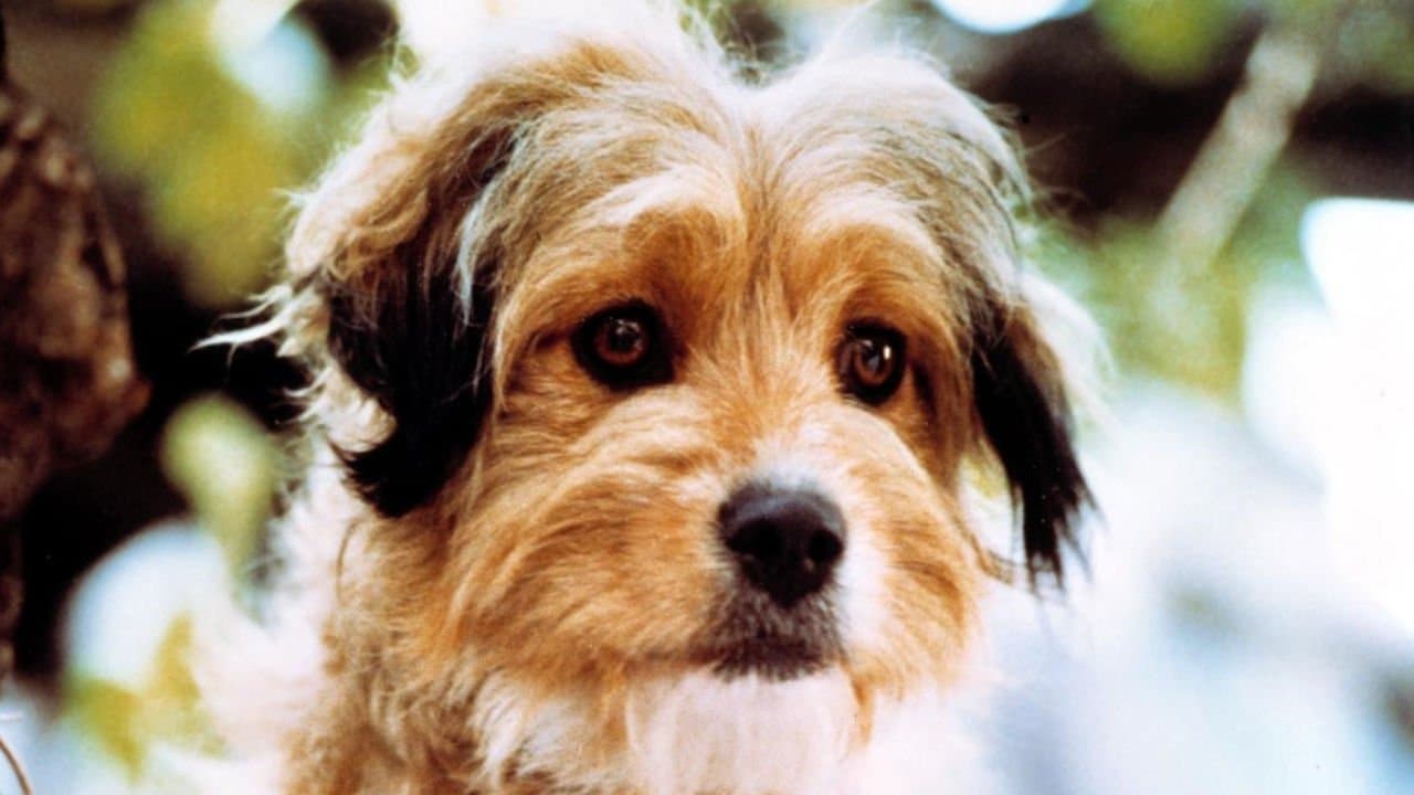 The Benji Collection