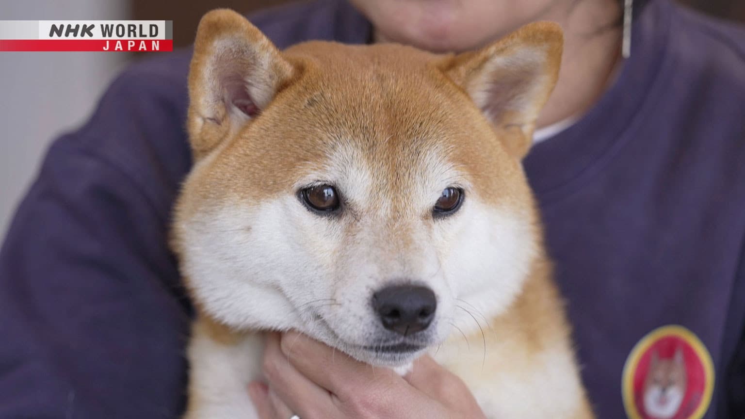 Digging Deep: What Makes Shiba Inu Dogs So Special?