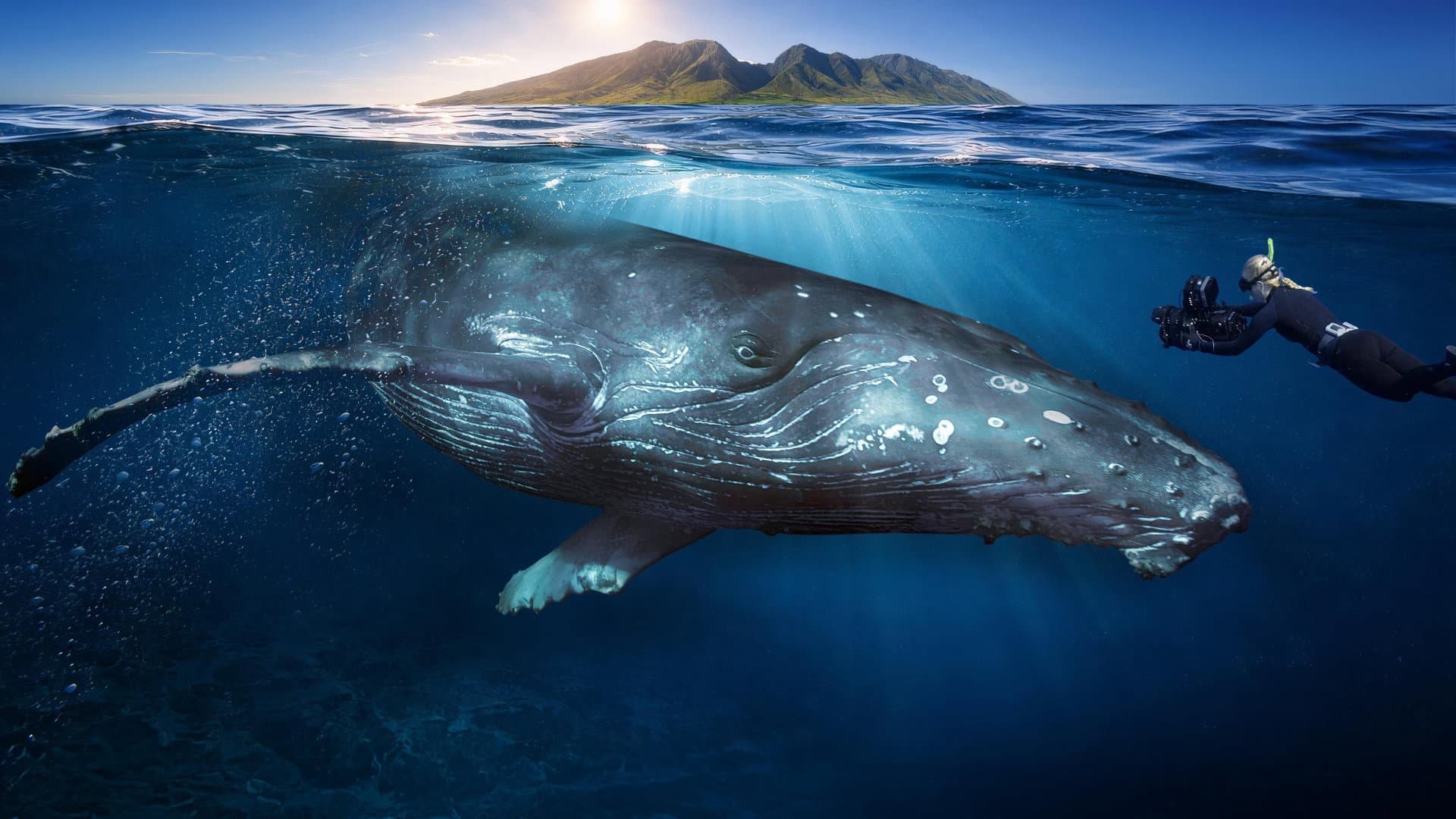 Among Humpback Whales