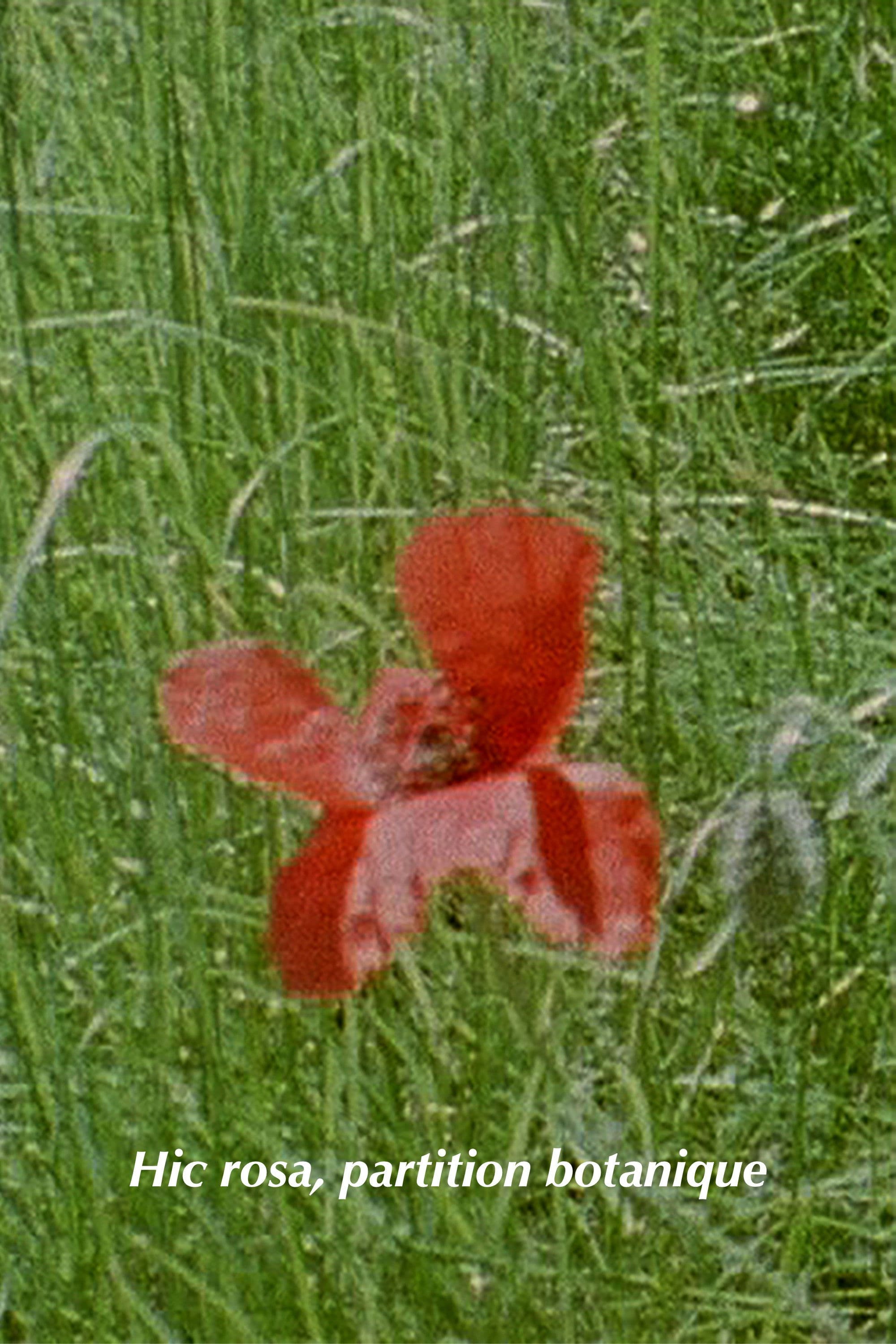 Hic Rosa, Botanical Score