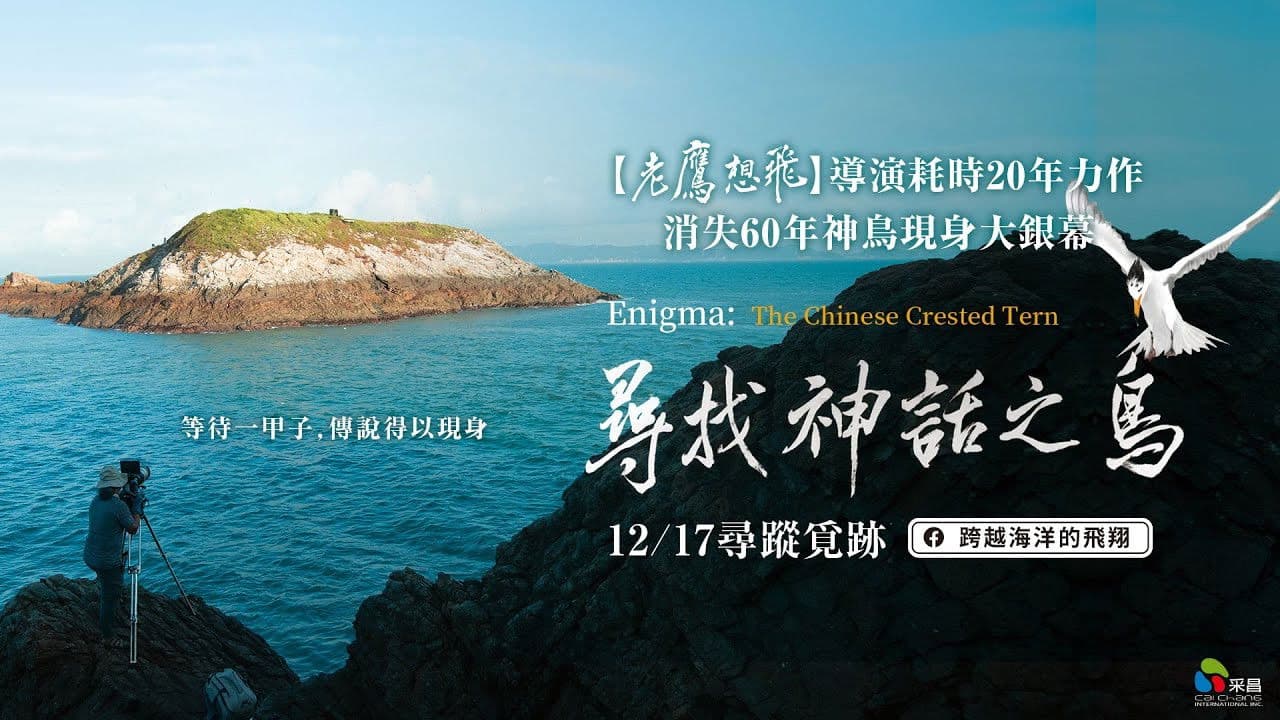 Enigma: The Chinese Crested Tern