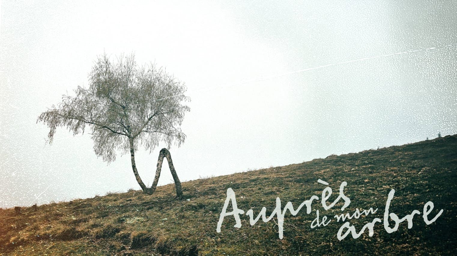 Auprès de mon arbre
