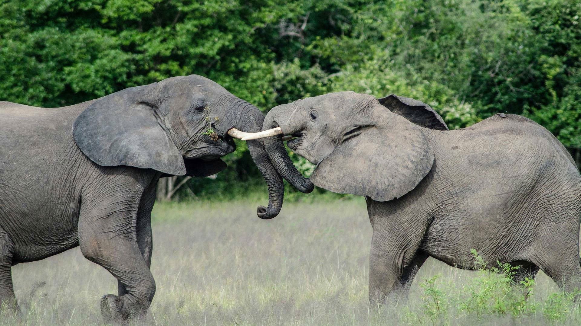 Africa's River Titans