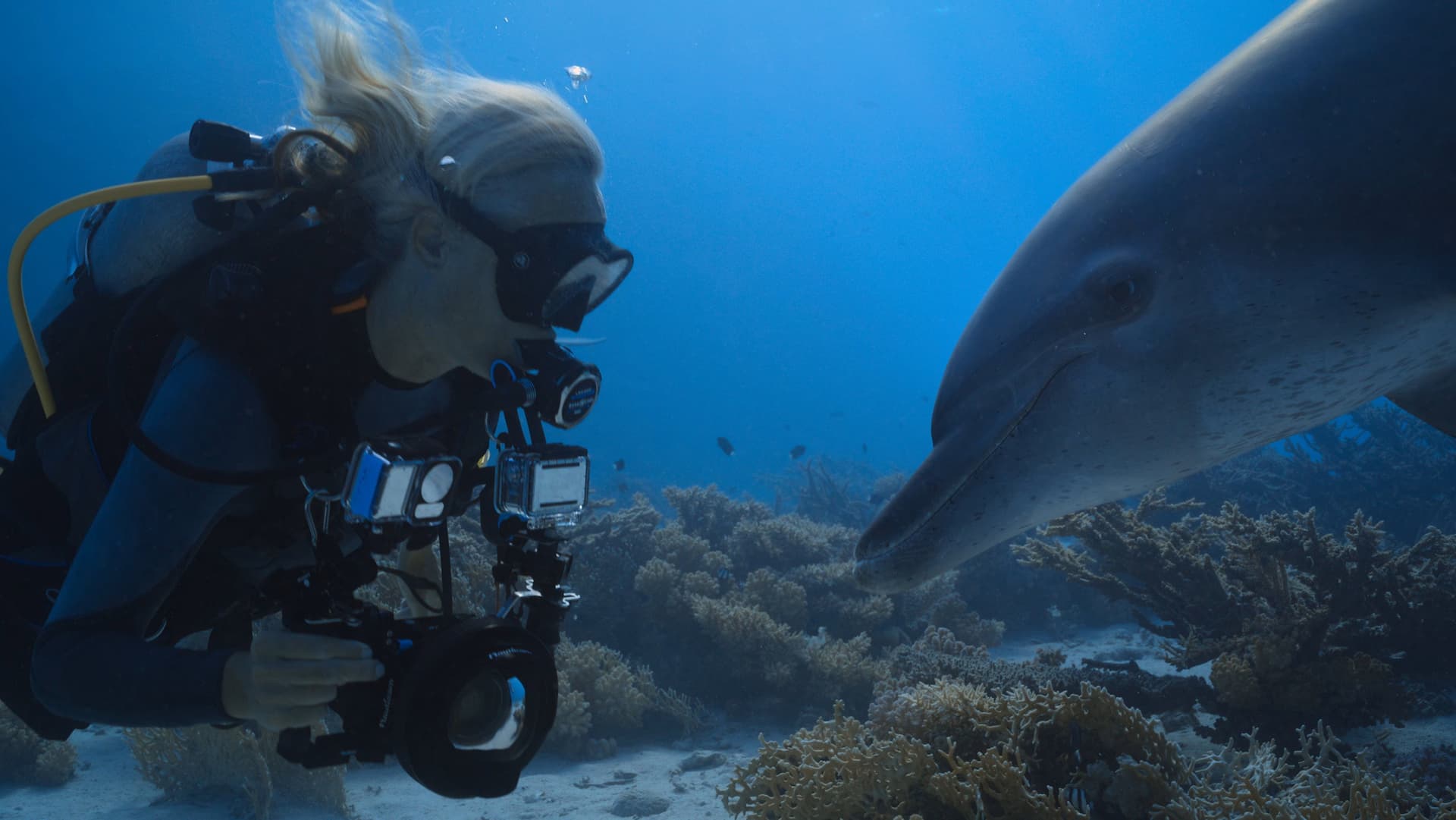 Dolphins: My Close Encounters