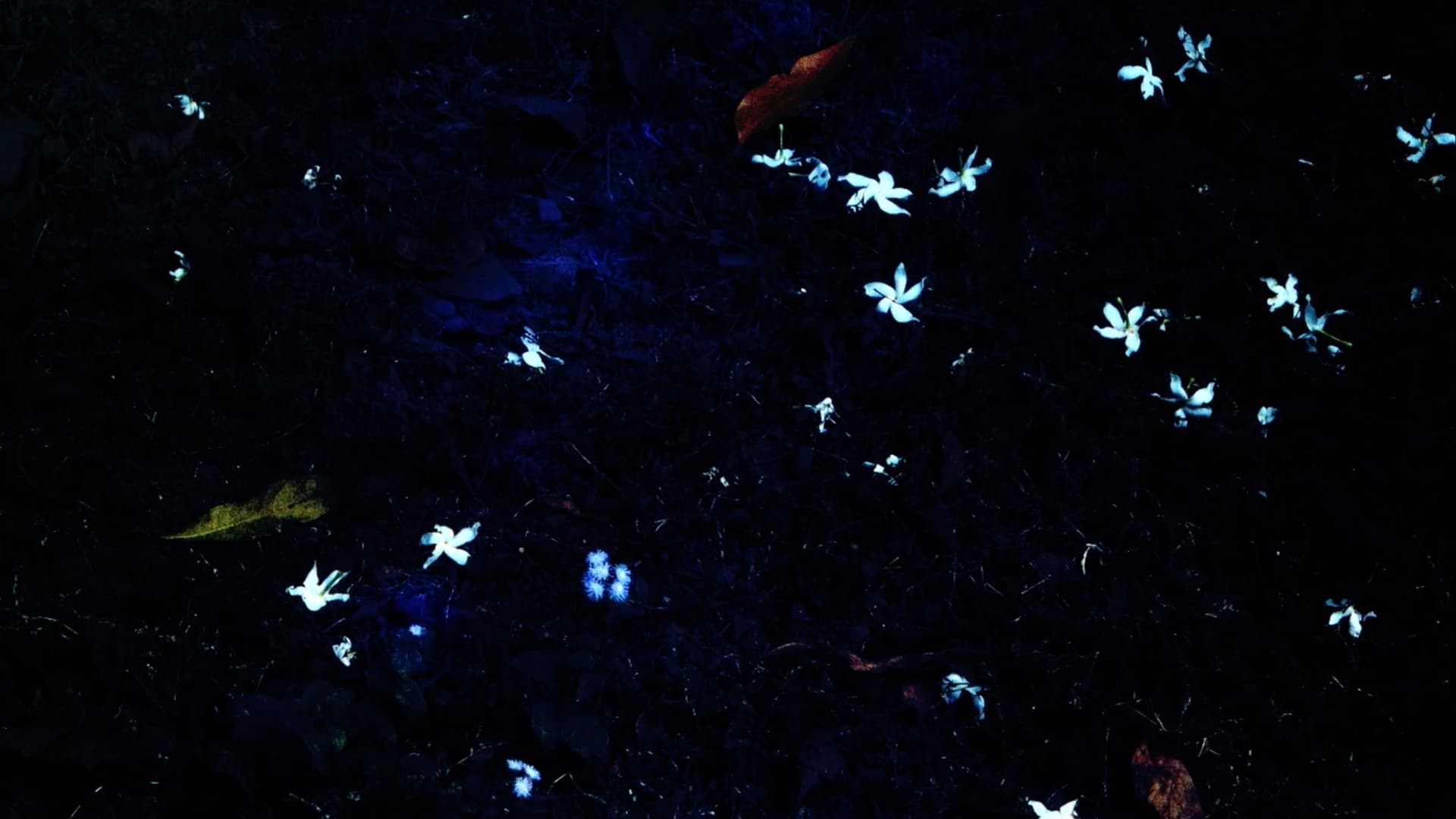 Where the Taro Grows